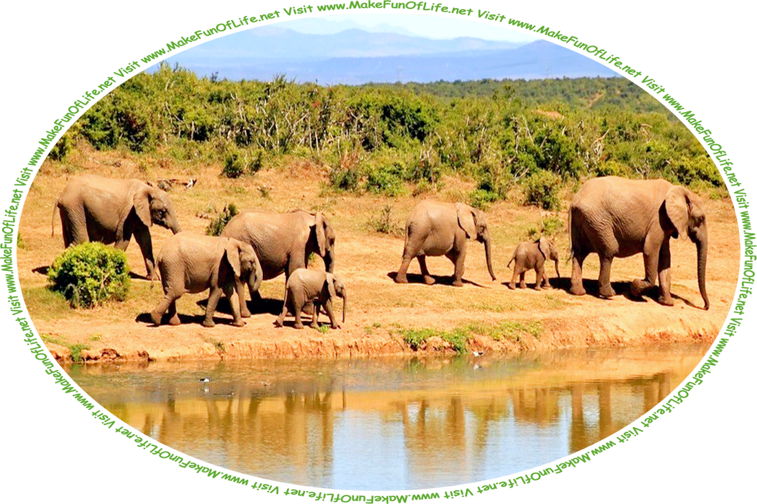 Picture of a herd or family of seven elephants, including adults and juveniles, walking along the bank between a watering hole and an area covered by green leafy scrub brush, with mountains and hills in the distance, a hazy blue sky above, and the words, ‘Visit www.MakeFunOfLife.net.’