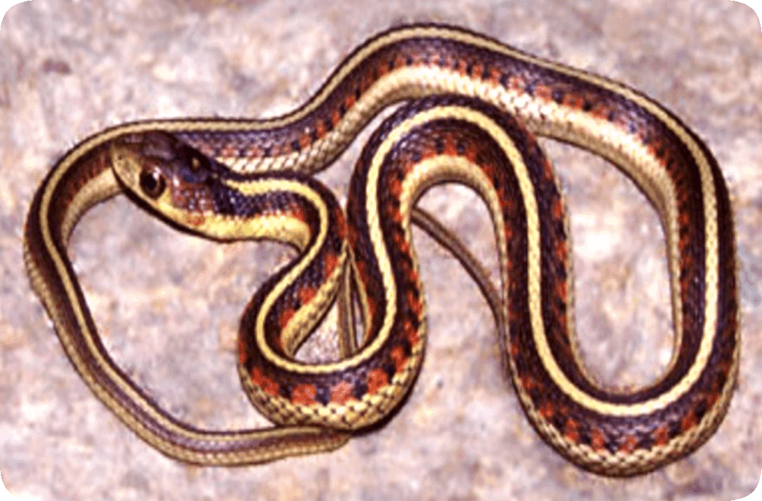 Picture of a garter snake.