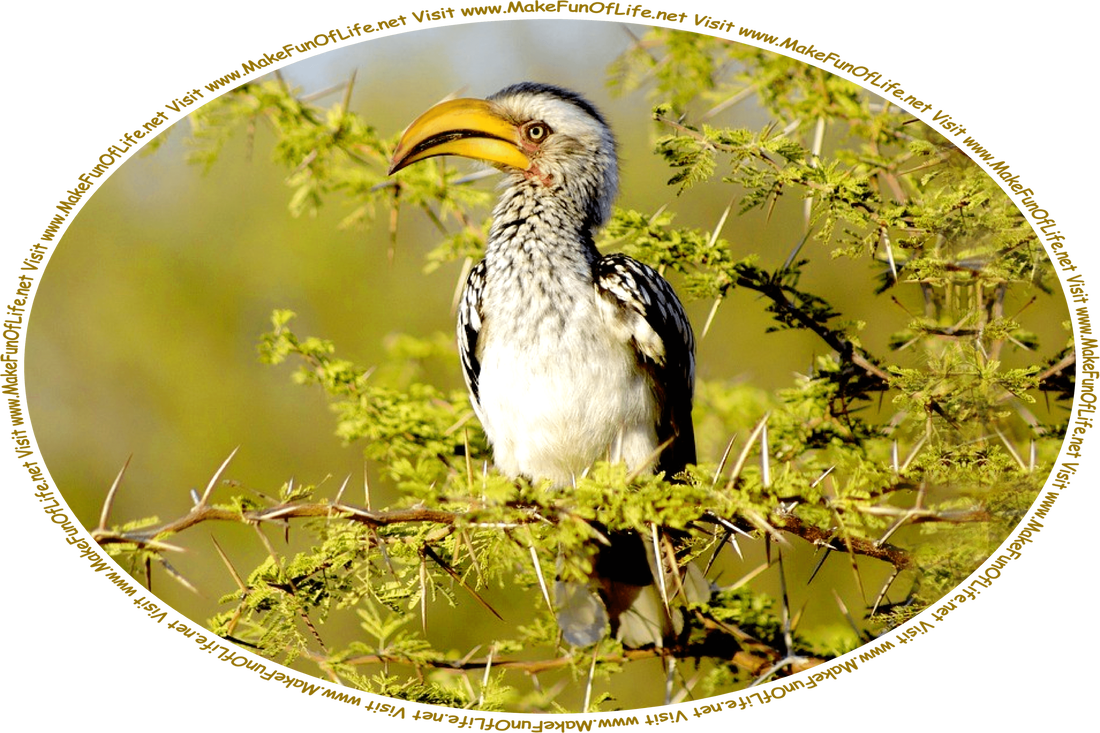 Picture of a bird with a big curved orange beak and intense yellow eyes, perched on a branch of a tree that has numerous long, sharp thorns growing on it, and the words, ‘Visit www.MakeFunOfLife.net.’