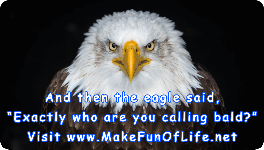Picture of a bald eagle with the white feathers on its head contrasting in color with the dark brow feathers on the rest of its body, and the words, ‘And then the eagle said, “Exactly who are you calling bald?” Visit www.MakeFunOfLife.net’