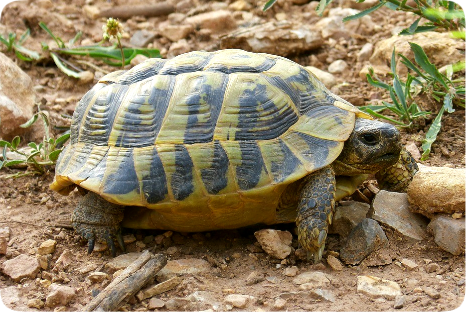 Picture of a turtle.