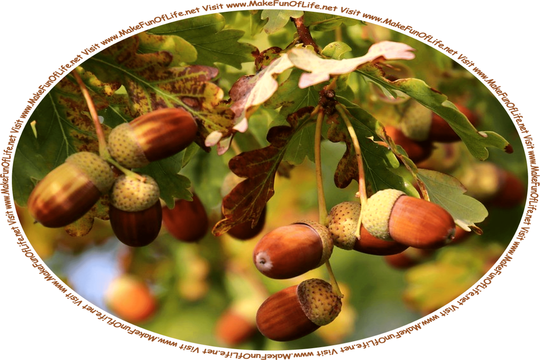 Picture of several leaves and ripe brown acorns hanging from a branch of an oak tree, and the words, ‘Visit www.MakeFunOfLife.net.’