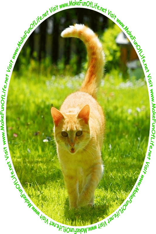 Picture of an orange tabby cat walking across a green grassy yard with alternating patches of warm sunlight and cool shade, and the words, 'Visit www.MakeFunOfLife.net.'