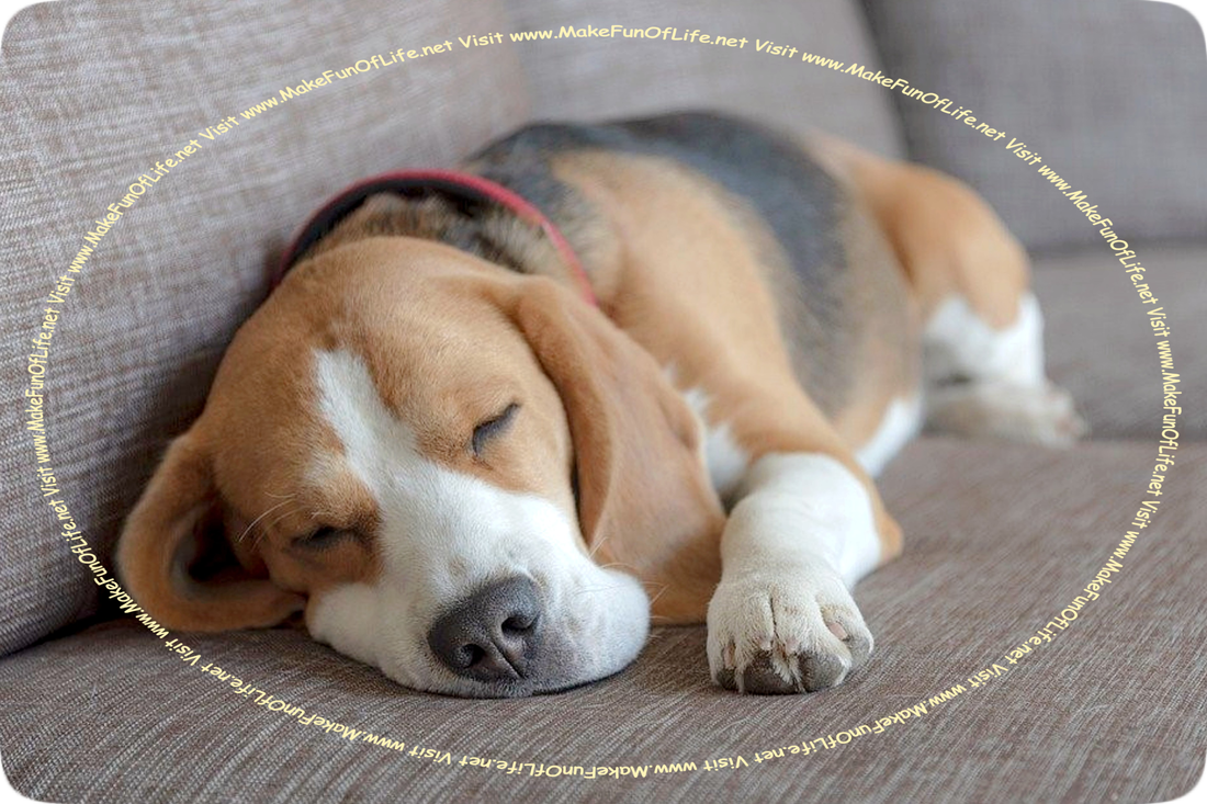 Picture of a Beagle Dog lying asleep on a sofa.