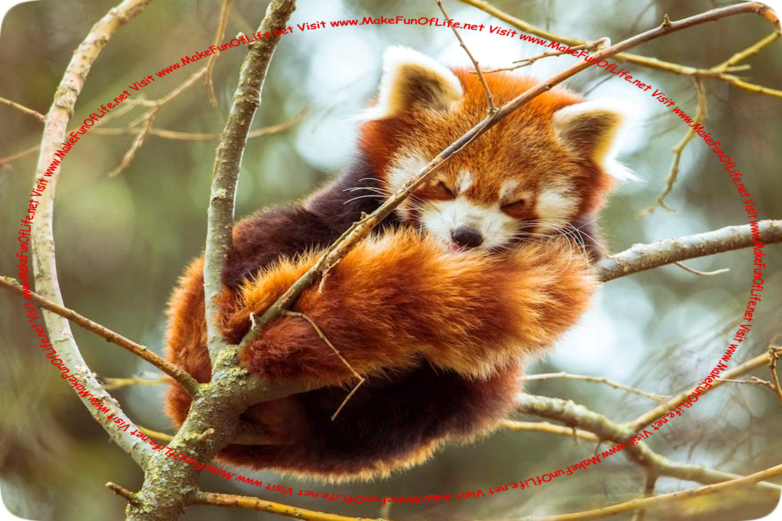 Picture of a Red Panda sleeping on a tree branch.