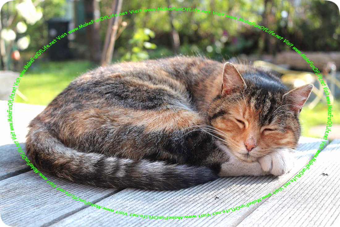 Picture of a domestic cat curled up and sleeping on a wood deck in the backyard of a house.