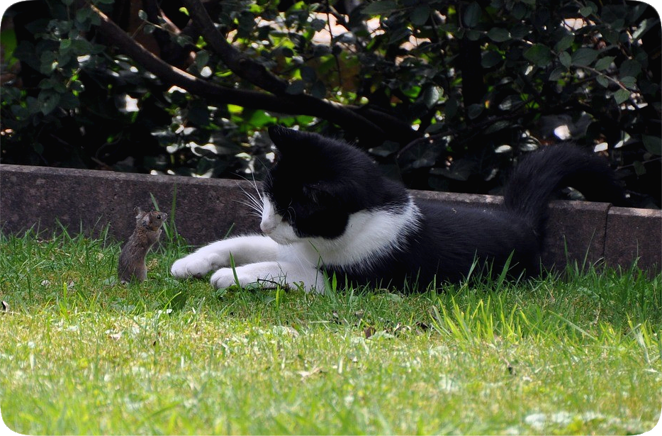 Picture of a domestic cat and a mouse face to face as if engaged in a conversation, outdoors in a green grassy yard.