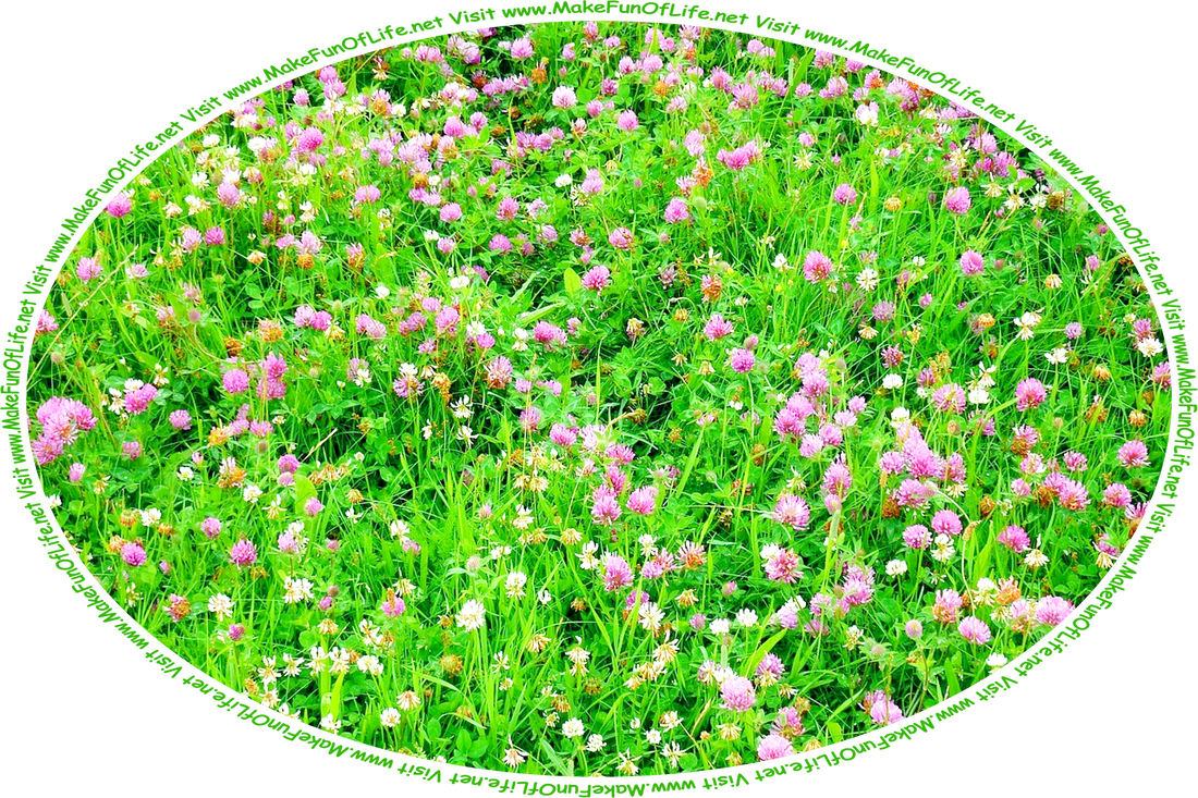 Picture of a field of mixed white clover and red clover and blades of green grass, and the words, ‘Visit www.MakeFunOfLife.net.’
