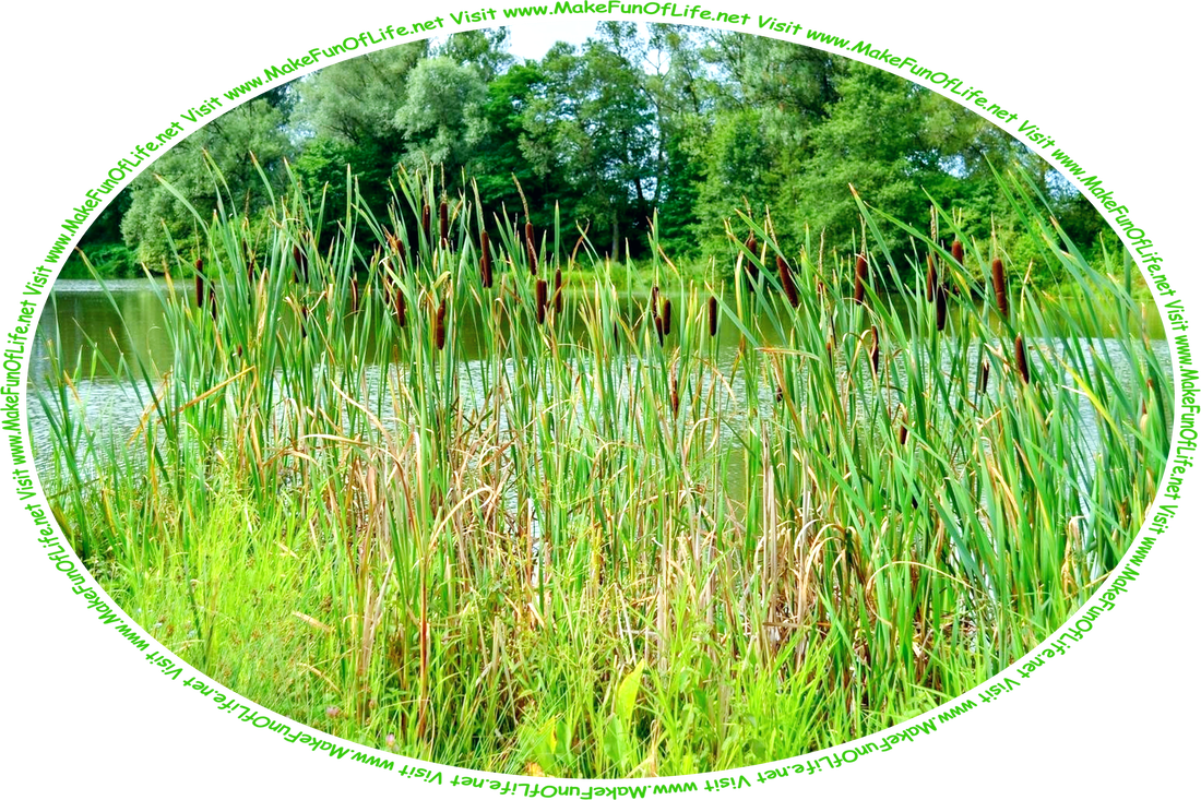 Picture of a lake, with cattails, tall grasses, and other green vegetation growing on one side, green leafy trees growing on the other side, and the words, ‘Visit www.MakeFunOfLife.net.’