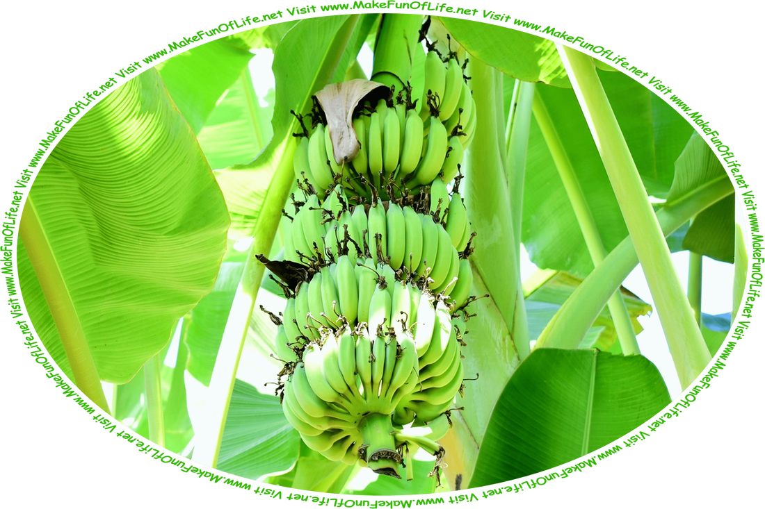 Picture of a many green bananas growing on a banana plant that has large green leaves, and the words, ‘Visit www.MakeFunOfLife.net.’