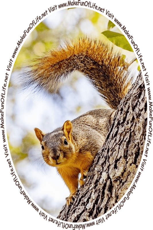 Picture of a squirrel in a tall green leafy tree and the words, ‘Visit www.MakeFunOfLife.net.’
