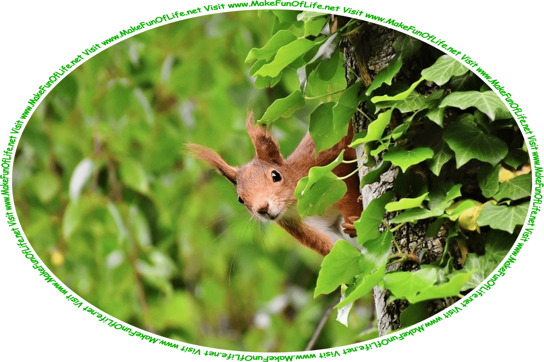 Picture of a red squirrel peering from behind a tree trunk that is partially covered by climbing green ivy, and the words, ‘Visit www.MakeFunOfLife.net.’