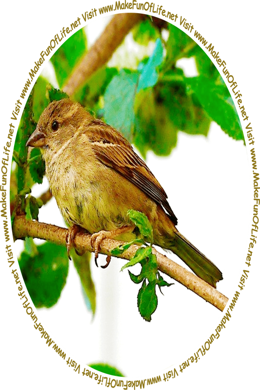 Picture of a small brown bird perched on a branch of a green leafy tree and the words, ‘Visit www.MakeFunOfLife.net.’