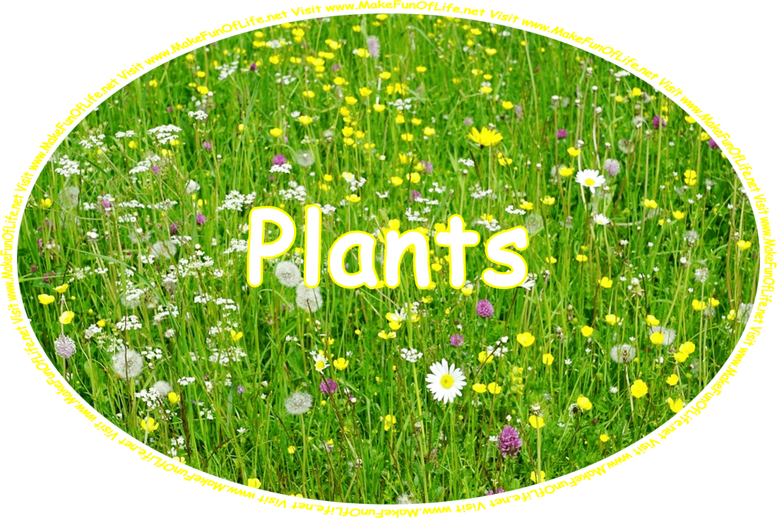 Click or tap here to visit the Plants Page.