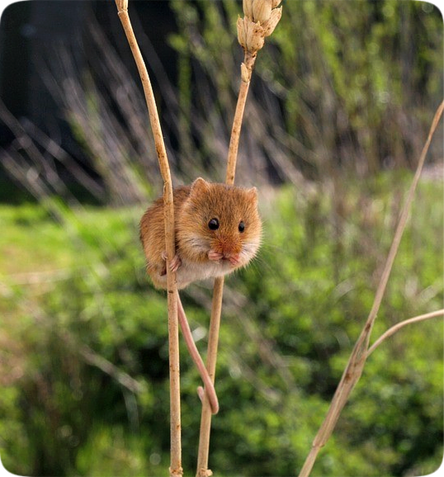 Picture of a mouse perched on the stems of a plant.
