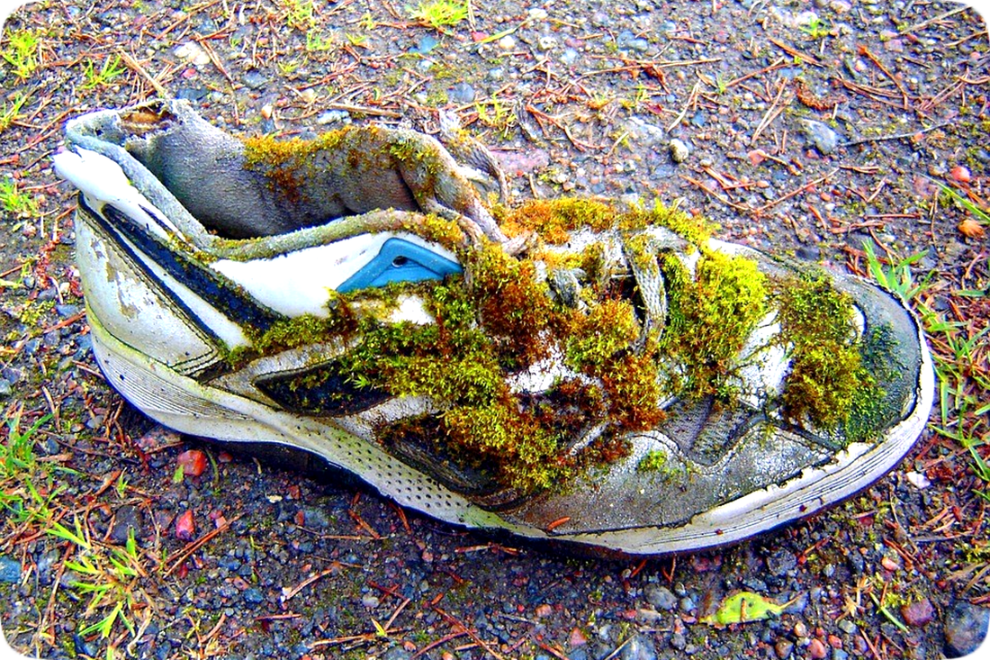 Picture of an old tennis shoe with green and red moss growing on it, lying on the ground.