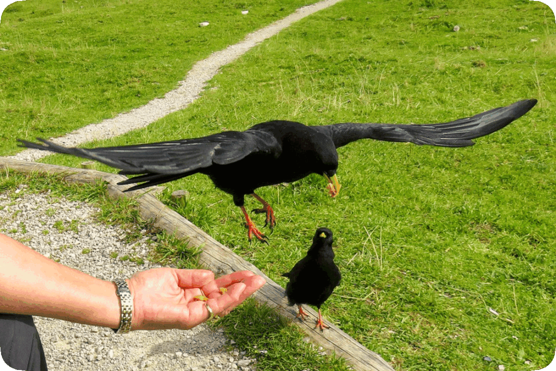 Picture of a person holding food in the palm of their hand as a black crow flies in and takes a piece of it in its beak, while a second black crow on the ground attentively watches.