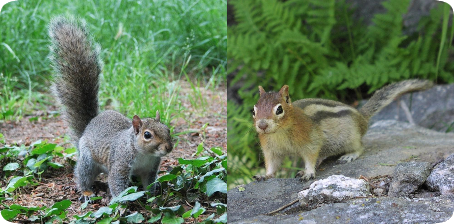 Picture of a gray squirrel and a chipmunk.