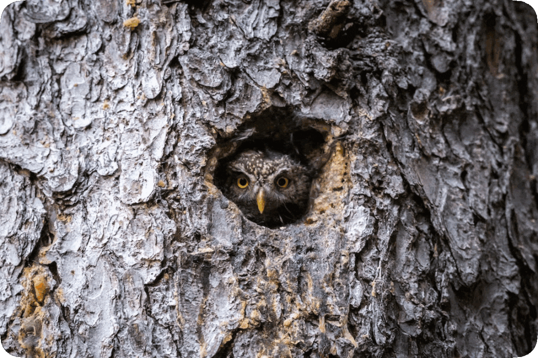 Picture of an owl in its home, which is a hole in the trunk of a tree.