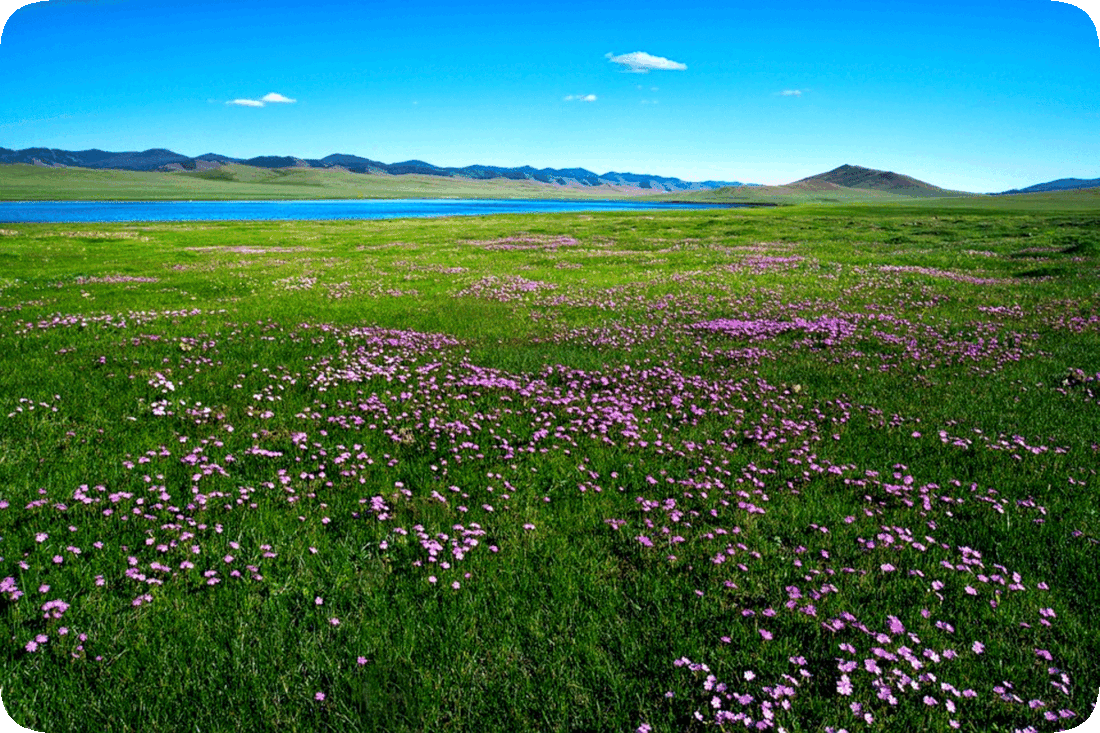 Picture of a green grassy meadow interspersed with lavender colored flowers, a freshwater lake, hills, a blue sky overhead with a few tiny clouds drifting in it.