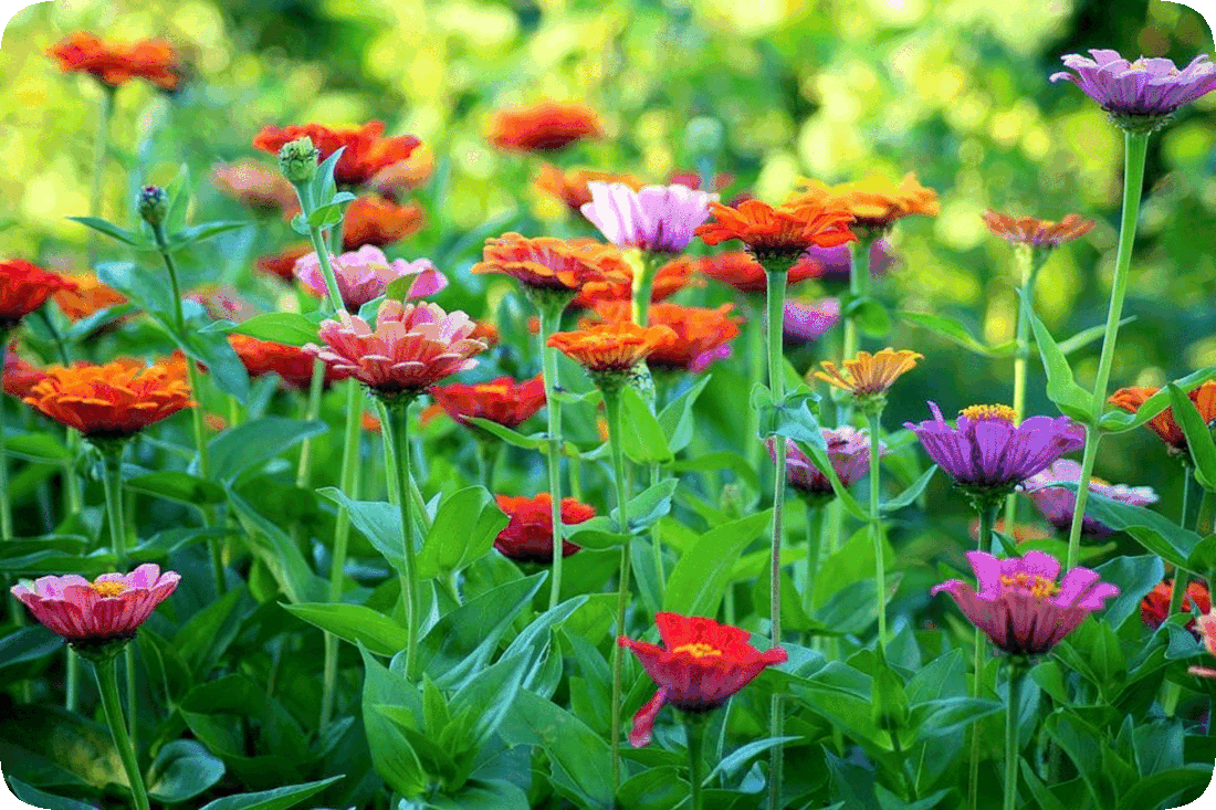 Picture of zinnia plants with green leaves and purple, lavender, red, yellow, and orange flowers.