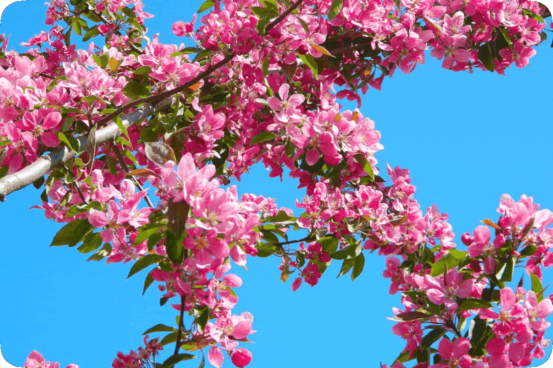 Picture of a crab apple tree branch with bright pink blossoms and a clear blue sky in the background.