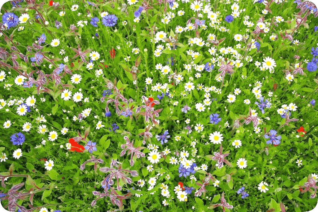 Picture of a variety of green leafy flowering plants, with blossoms in yellow and white, blue, blue and purplish-maroon, and red.