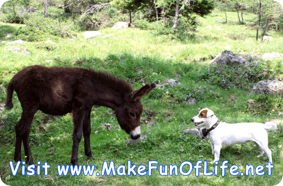Picture of a donkey and a dog standing and facing each other in a grassy area under a shade tree. The donkey says, ‘Why do you never see elephants hiding in trees?’ and the dog replies, ‘Because they are so good at it!’ Then the donkey says, ‘Hee ha ha! Hee ha ha! Hee haw!’ and the dogs says, ‘Ha ha ha! Ha ha Ha! Woof!’