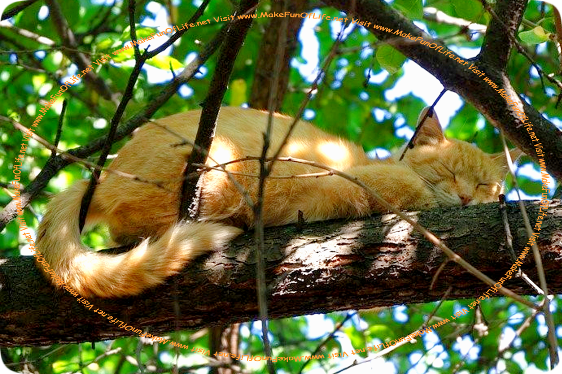 Picture of an orange Tabby cat sleeping on the brown-bark-covered branch of a green leafy tree, with patches of bright sunlight from a partly cloudy sky coming through between the leaves.