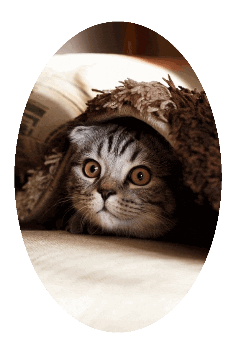 Picture of a cat peering out from its hiding place under a fuzzy bath floor mat.