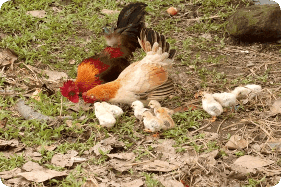 Picture of a hen, a rooster, and ten baby chicks searching the ground for food.