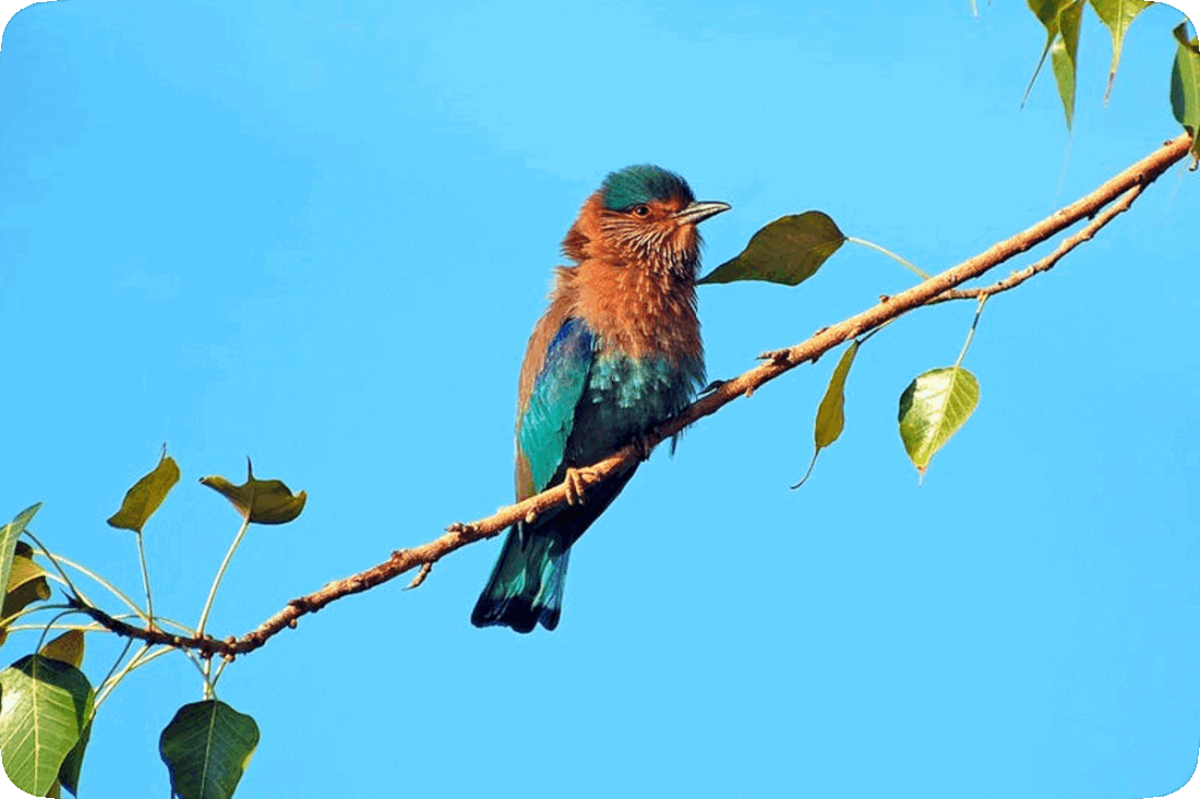 Picture of a colorful blue and brown bird perched on the green leafy branch of a tree with a clear blue sky in the background.