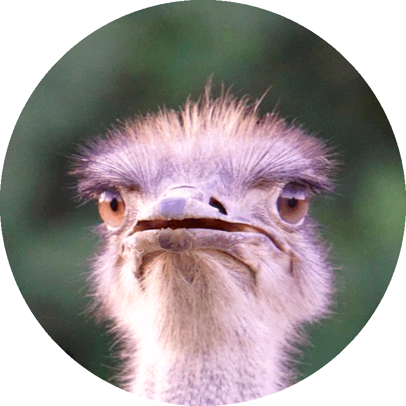 Picture of an ostrich with an expression of wide-eyed, beak-agape astonishment.