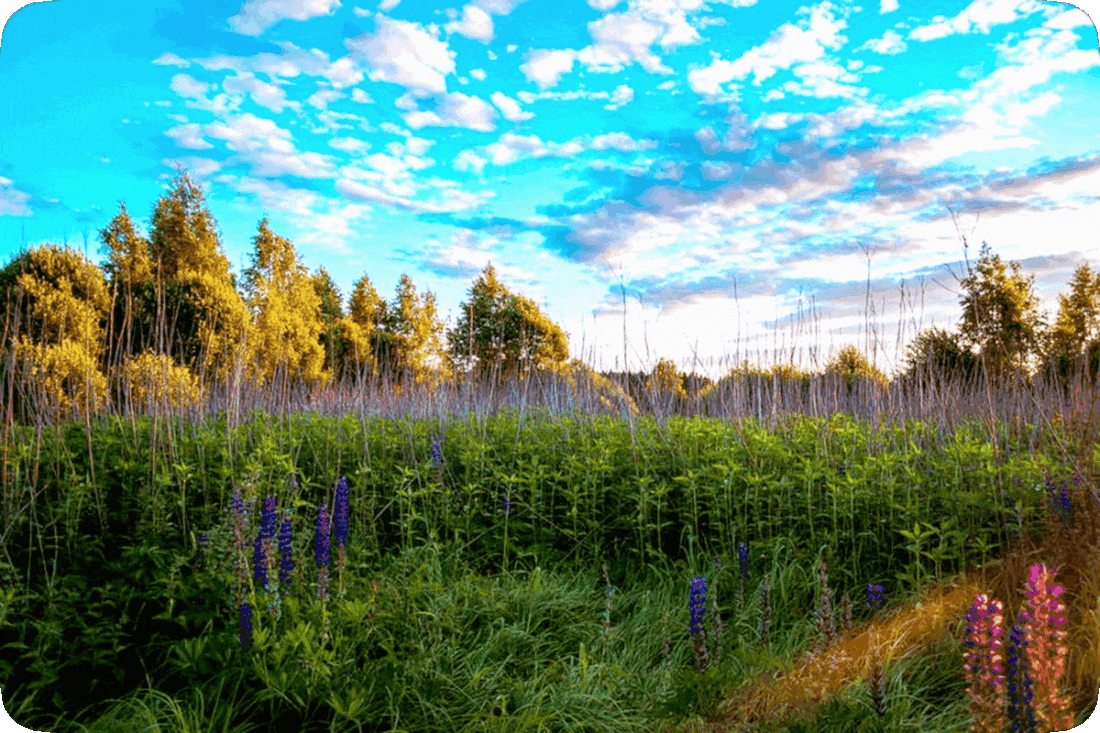 Picture of flowering plants with dark purple and lavender blossoms, green leafy trees in the distance, and a blue sky with clouds in hues of white, purple, and lavender above.