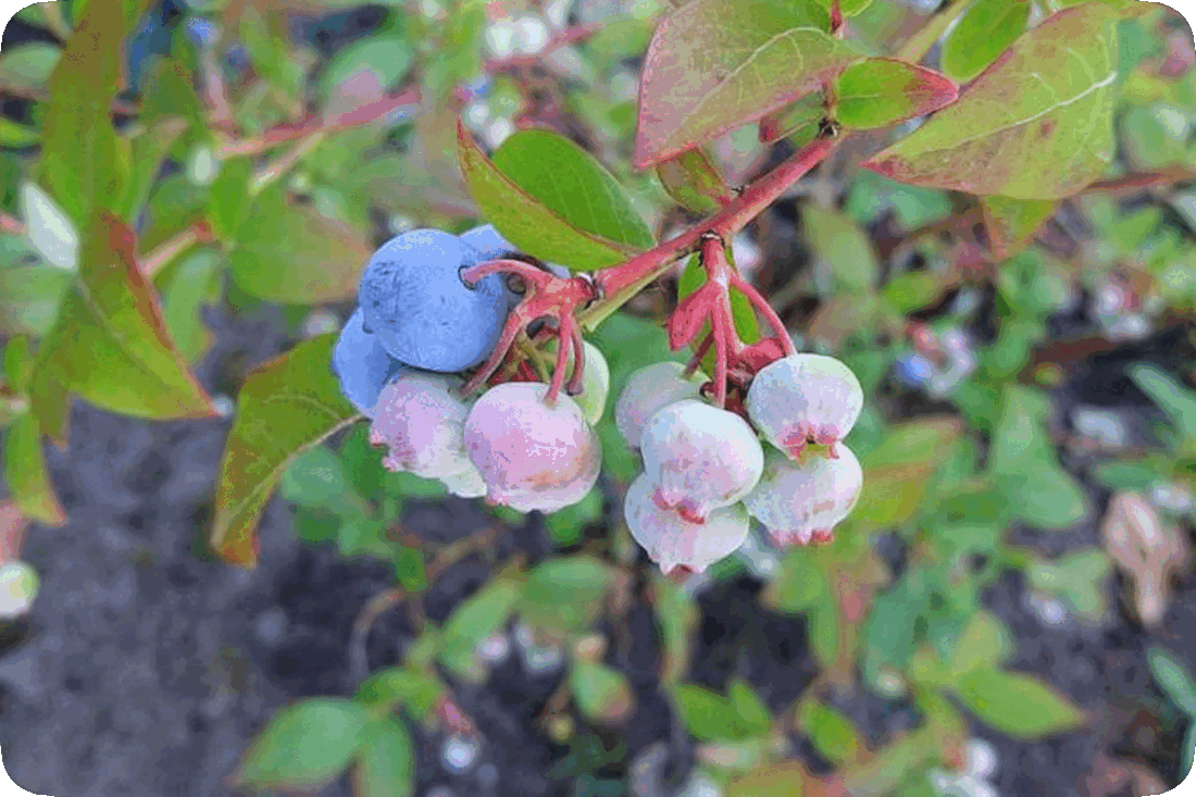 Picture of a type of blueberries, called huckleberries, growing on the branch of a green leafy bush.