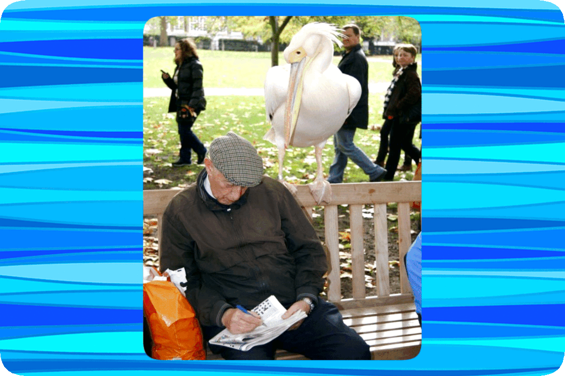 Picture of a man sitting on a park bench and working on a crossword puzzle, while a large white bird perched on the back of the bench near his shoulder looks quizzically to see what he is doing.