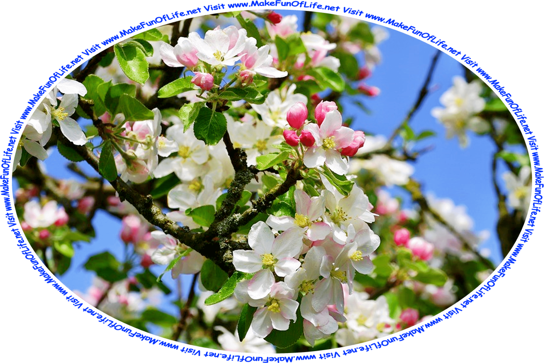 Picture of a blossoming apple tree with pink and white flower petals, and the words, ‘Visit www.MakeFunOfLife.net.’