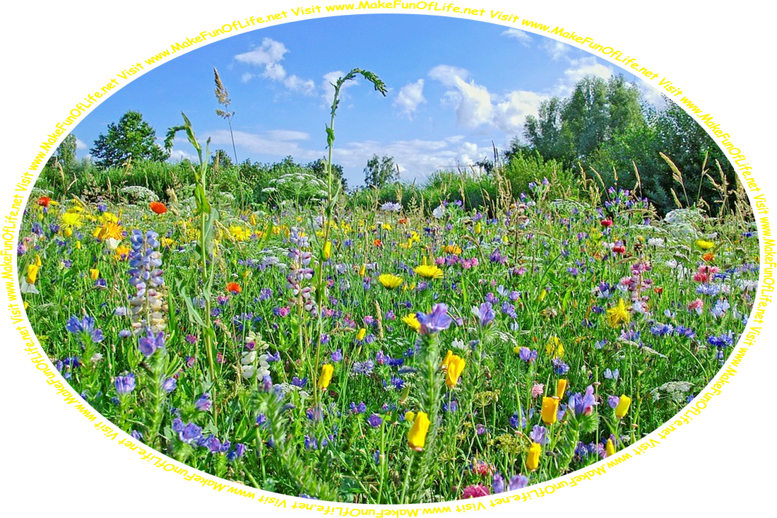 Picture of a field of flowering plants with a variety of brightly colored blossoms, green leafy trees in the distance, a blue sky with fluffy white clouds above, and the words, ‘Visit www.MakeFunOfLife.net.’