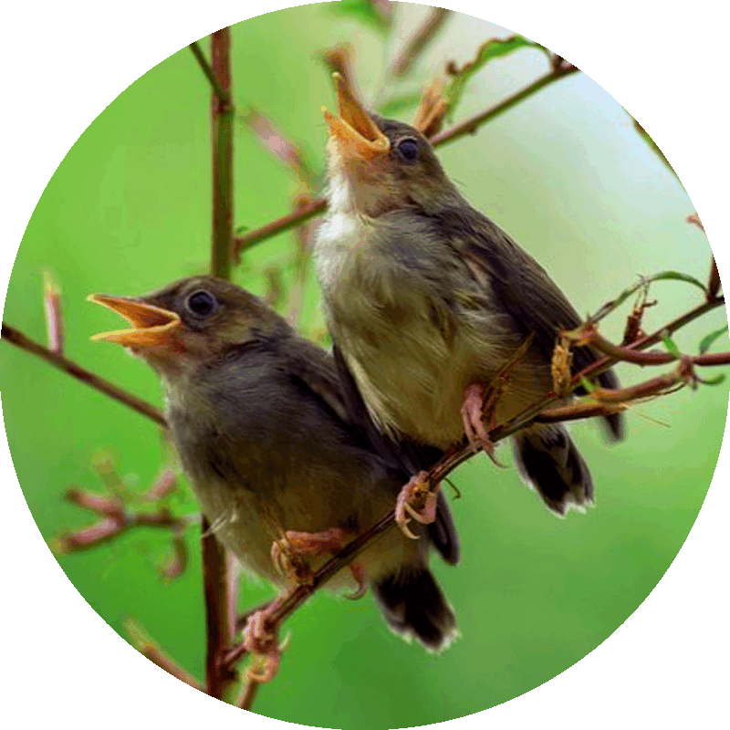 Picture of two songbirds perched on a branch with their beaks open in singing.
