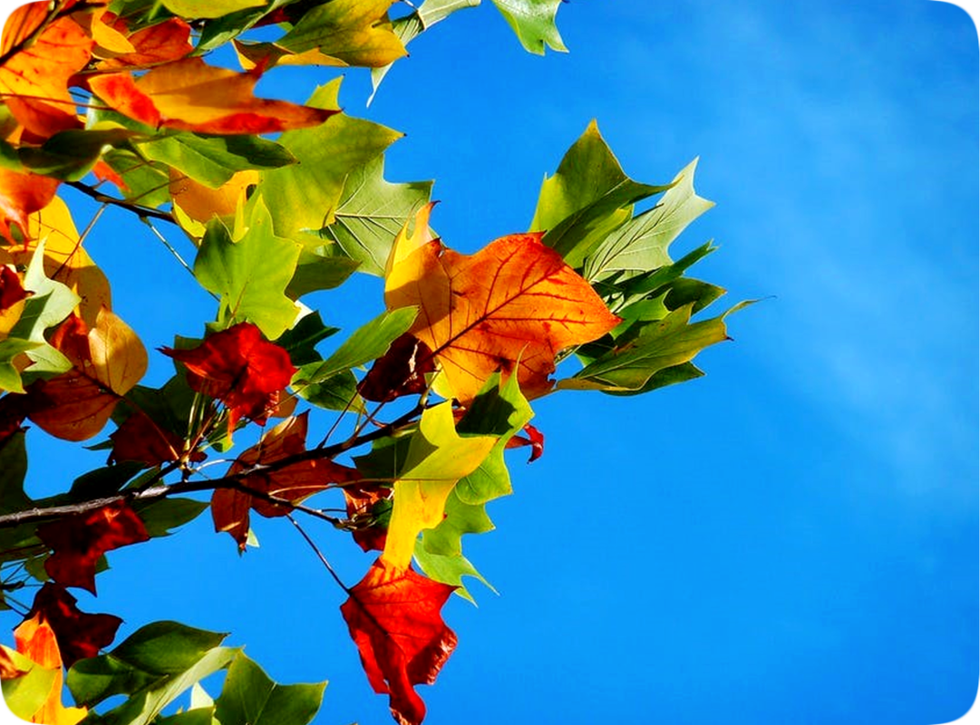 Picture of leaves on a tree changing color from green to Autumn colors: red, yellow, orange, and brown, with a clear blue sky in the background