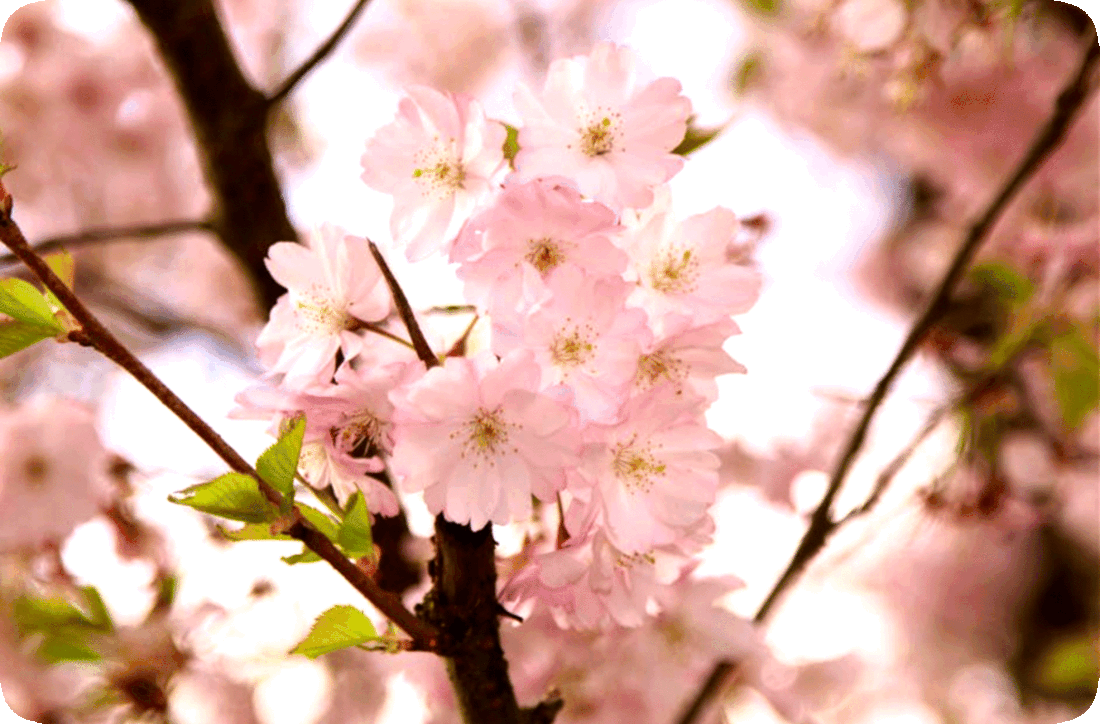 Picture of pink blossoms, or flowers, and green leaves on the brown bark-covered branches of a cherry tree.
