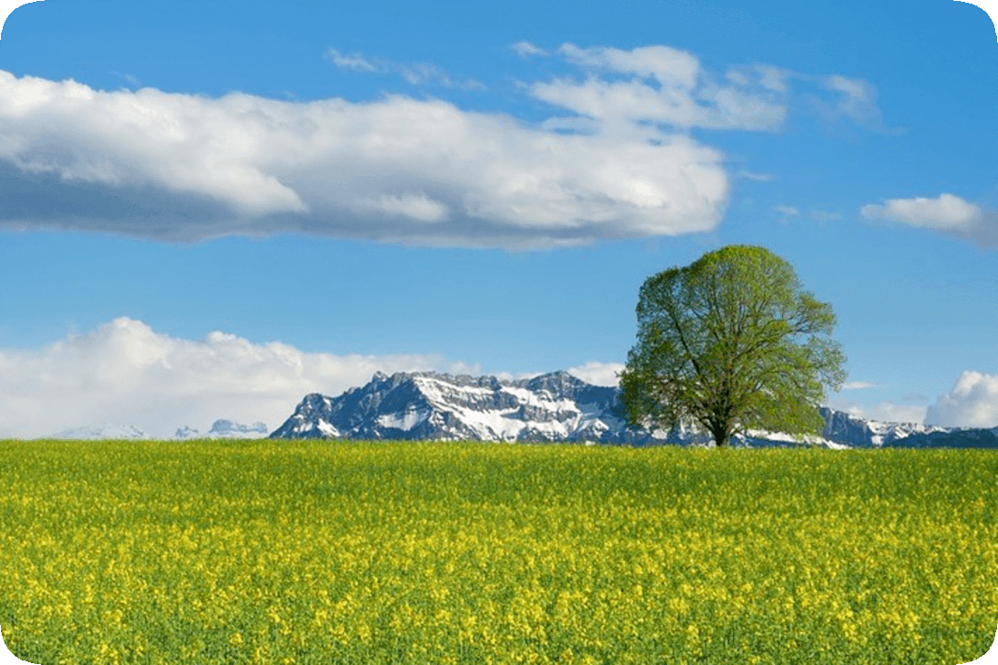 Picture of a field of yellow flowering plants with snow-covered mountains in the distance, a blue sky with fluffy white clouds above, and a green leafy tree in the field, with the words, ‘What matters most are quotations and sayings that tell you what life is really about . . .,’ and the words, ‘. . . and this is a tree,’ next to the tree, and finally the words, ‘Visit www.MakeFunOfLife.net’