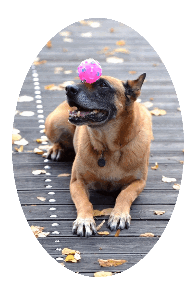 Picture of a dog balancing a pink and purple ball on its snout.