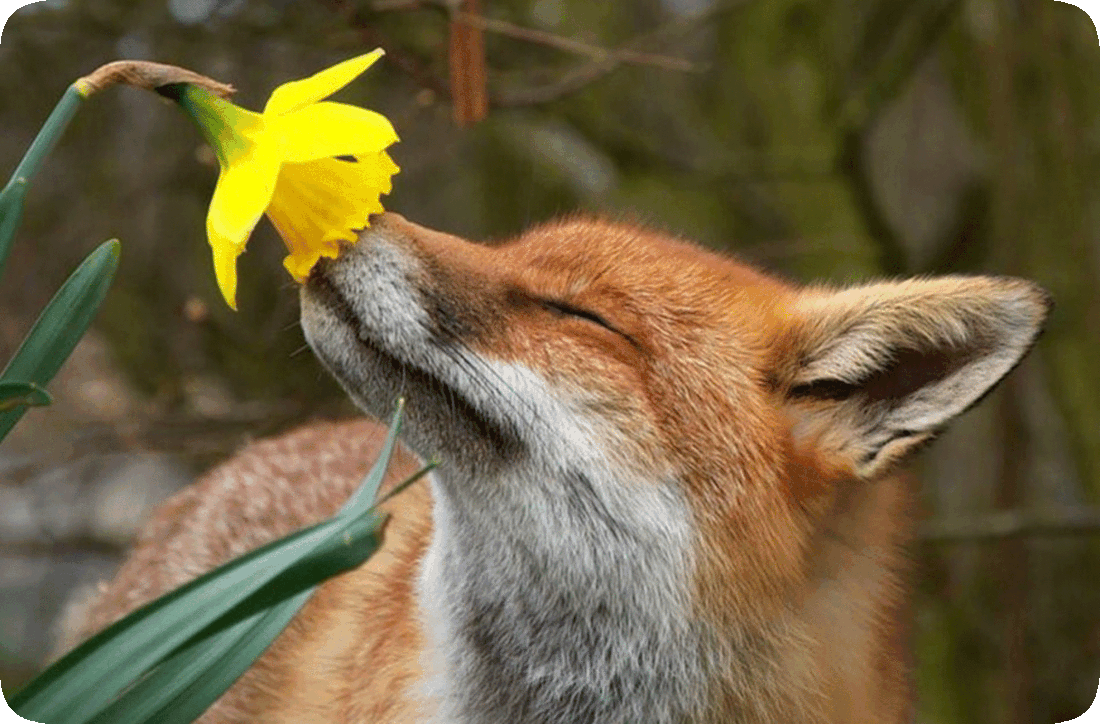 Picture of a red fox smelling a large yellow flower.