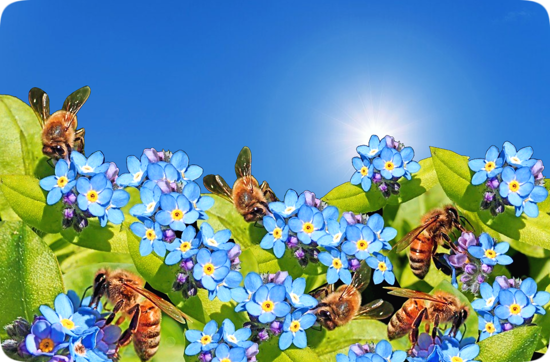 Picture of six bees drawing nectar from tiny blue Forget-Me-Not flowers, with a clear blue sky and brightly shining Sun in the background.