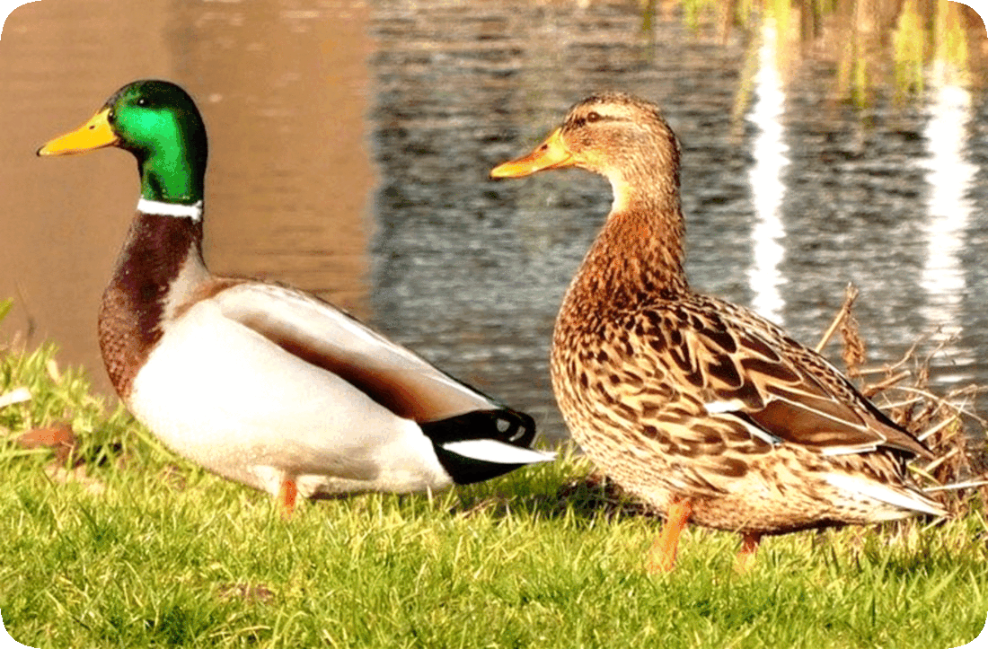 Picture of a pair of Mallards or Wild Ducks, standing in a green grassy area next to a body of water.