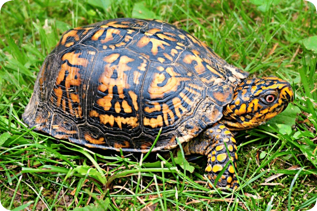 Picture of a small Box Turtle in a green grassy area.