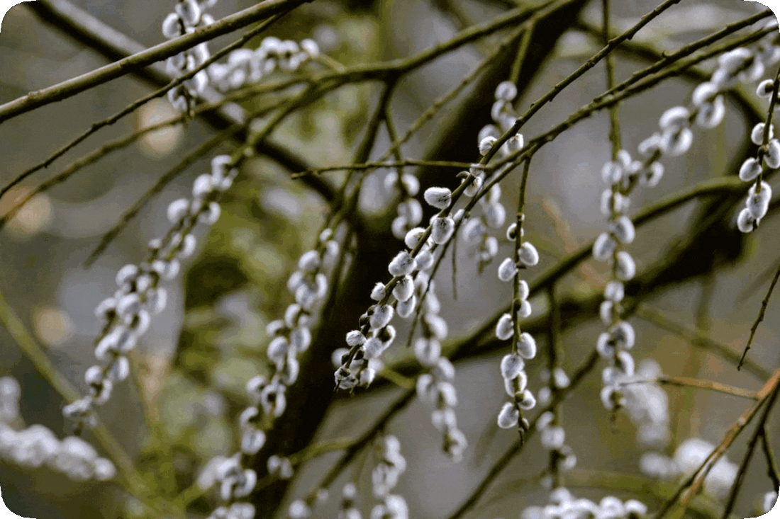 Picture of a pussy willow plant, a small tree or shrub with branches bearing soft, furry catkins, growths named for their bringing to mind cats, animals sometimes referred to as pussycats because of their soft fur.