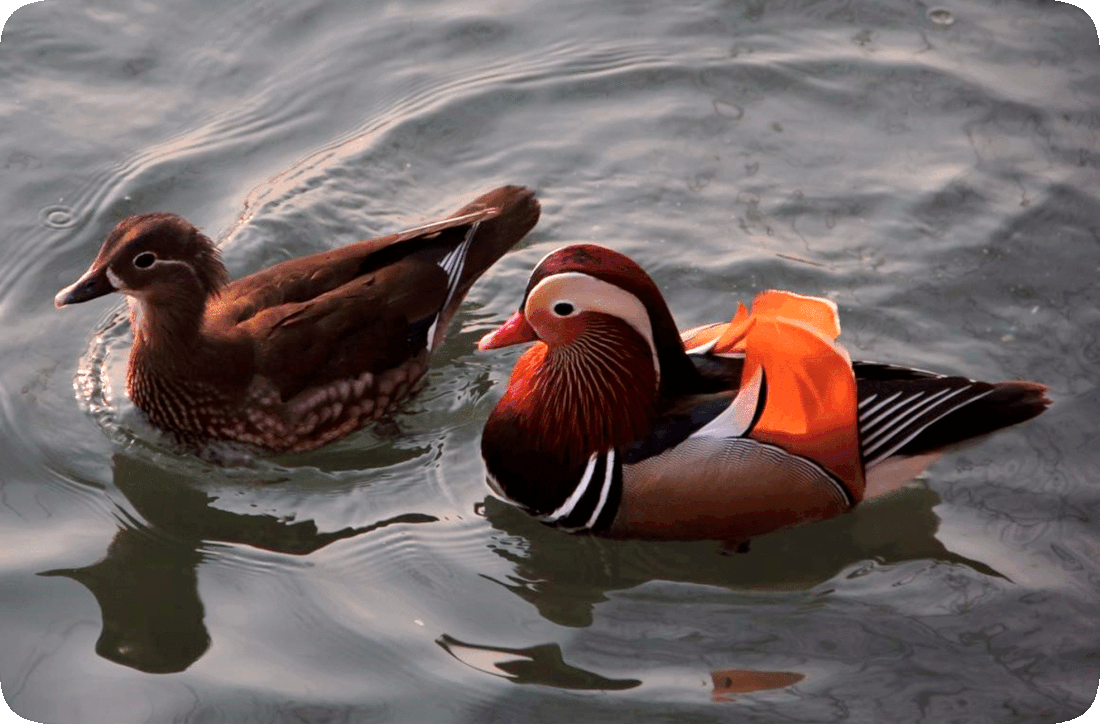 Picture of a pair of Mandarin ducks, swimming in water.