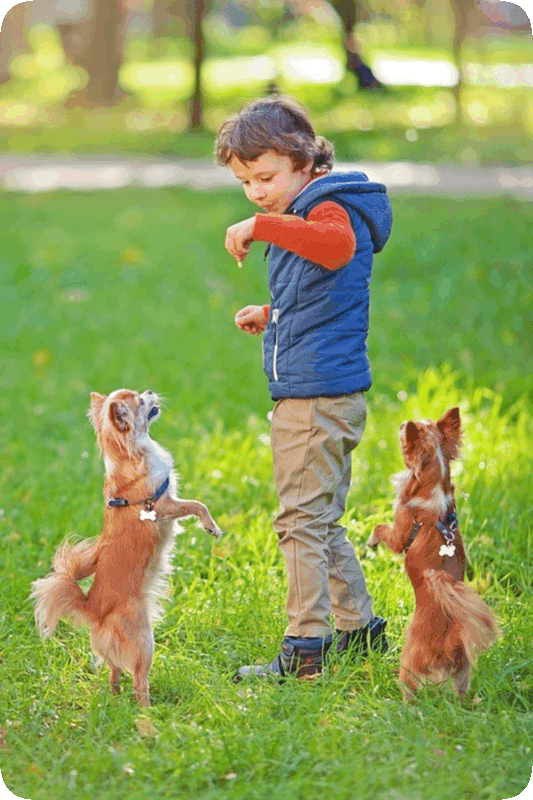 Picture of a boy and two dogs playing in a park.